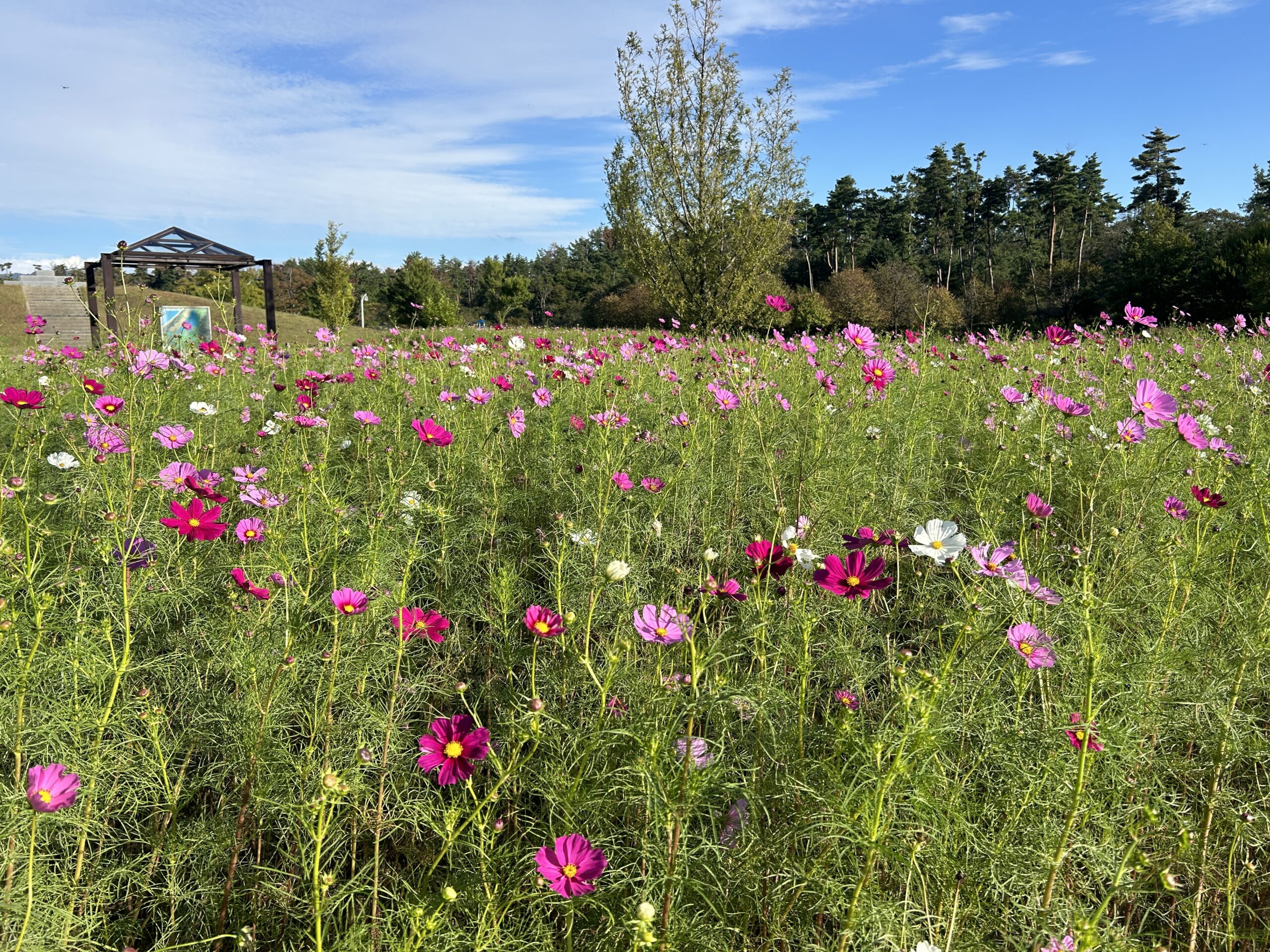 園内コスモス開花状況