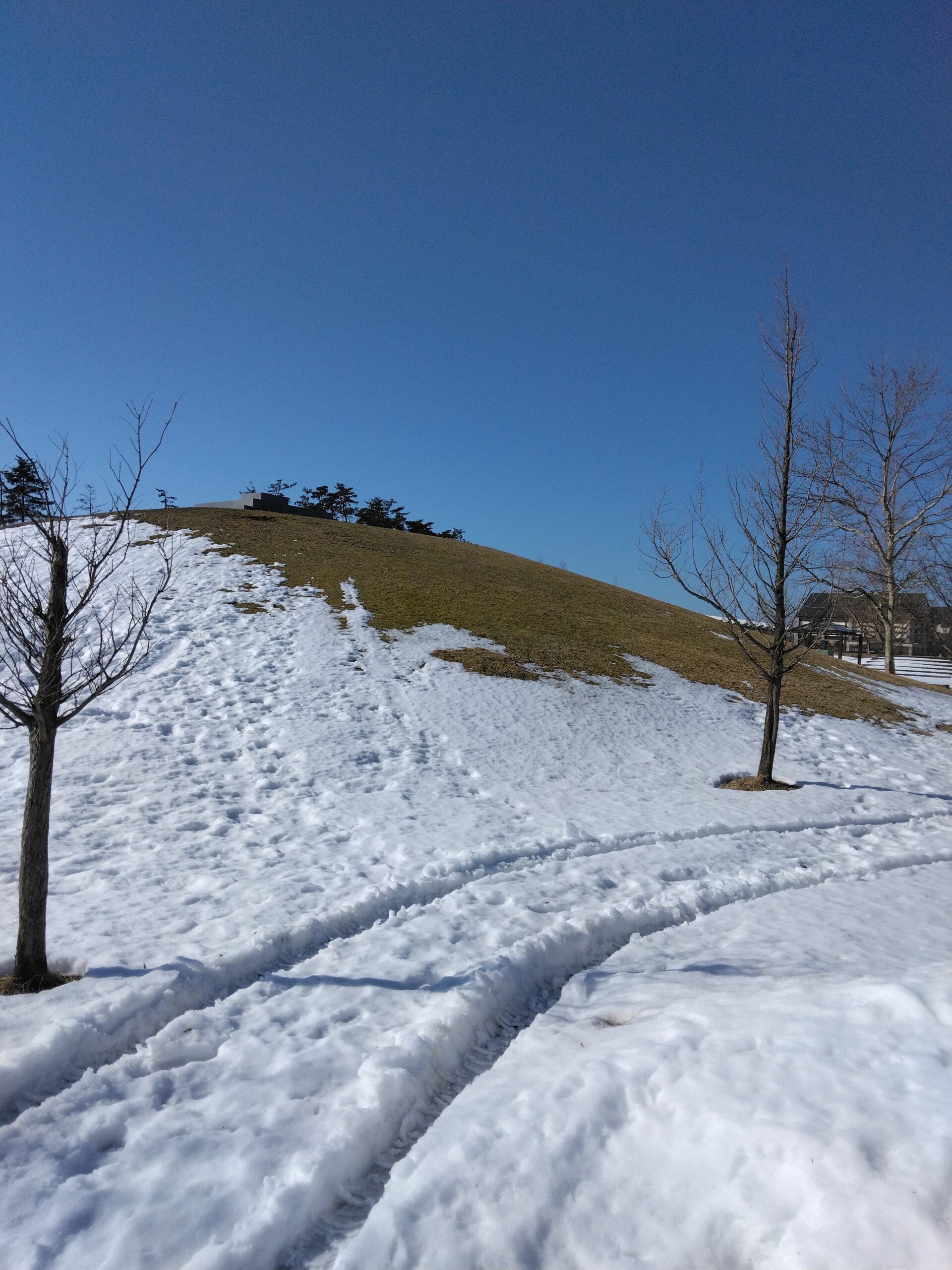 園内の雪情報 | 新潟県立 紫雲寺記念公園