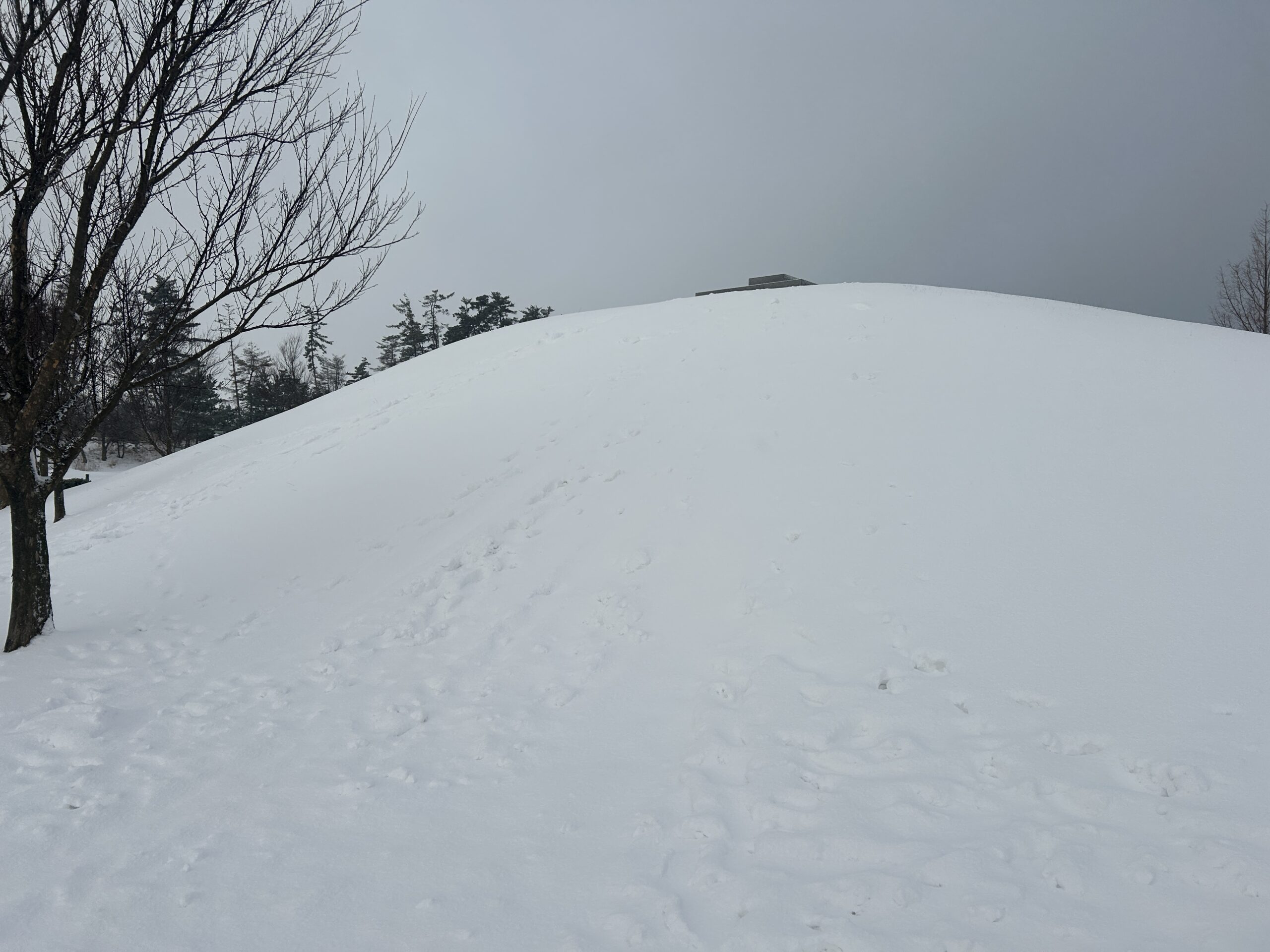 園内の雪情報