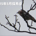 探鳥会サムネ