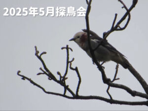 探鳥会サムネ