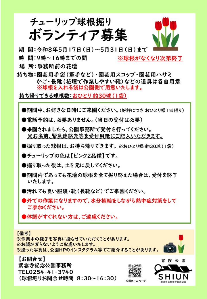 チューリップ球根掘りボランティア募集