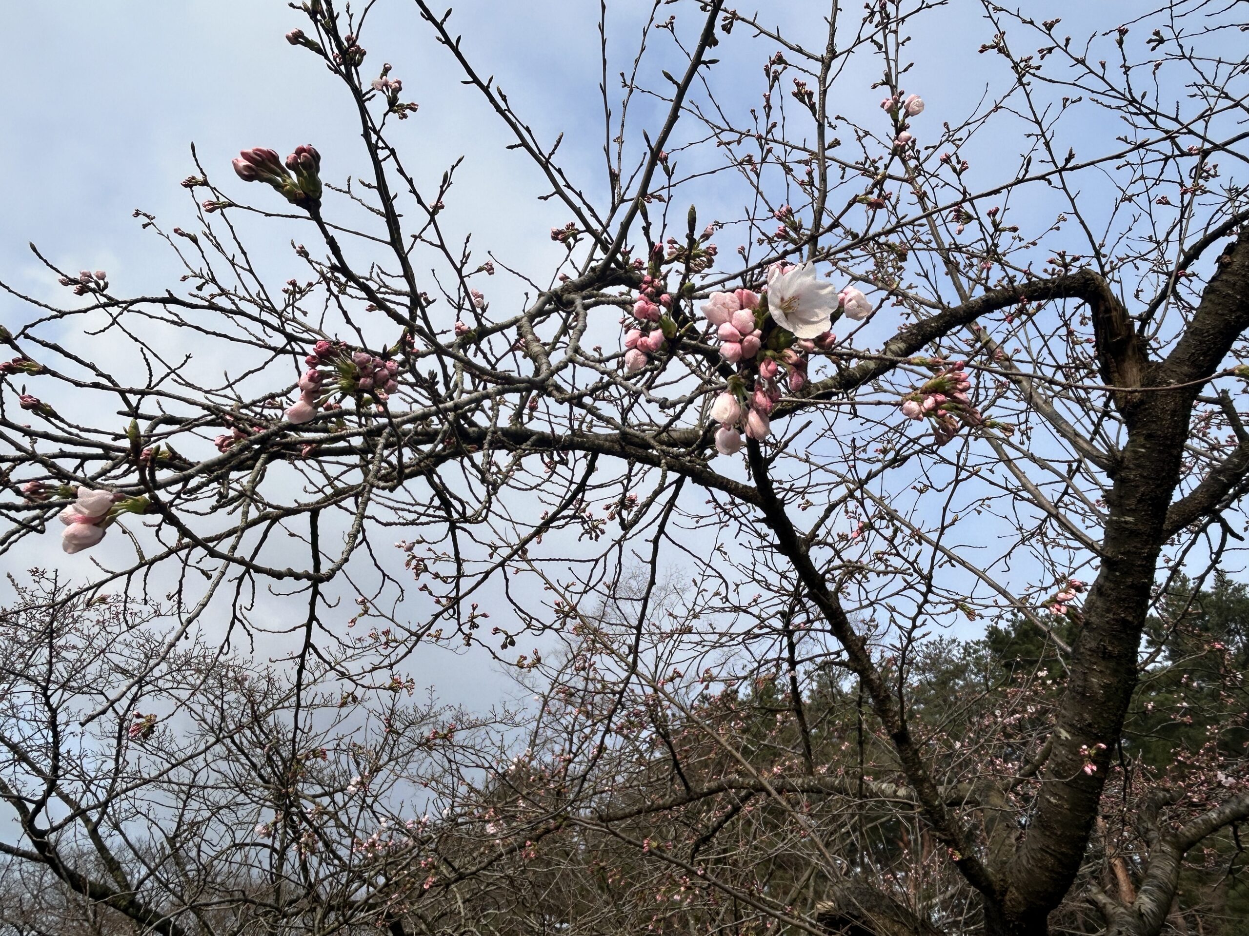 紹介（サクラ・レンギョウについて）
