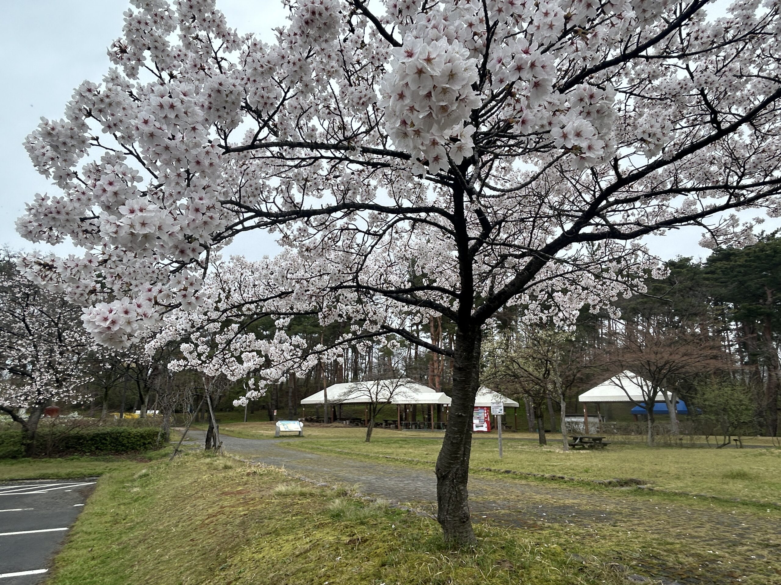 サクラ🌸・チューリップ開花状況🌷について