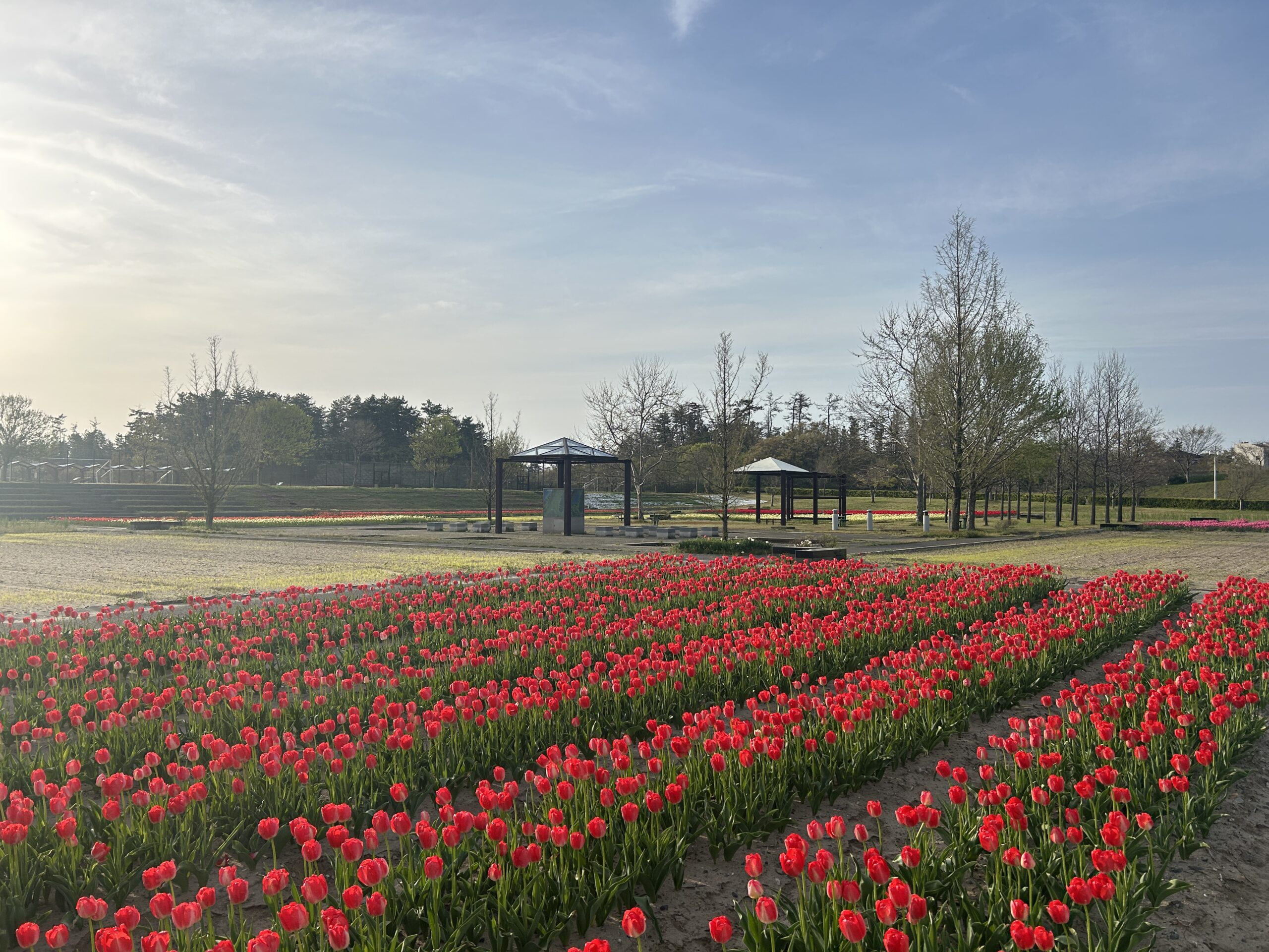 チューリップの紹介